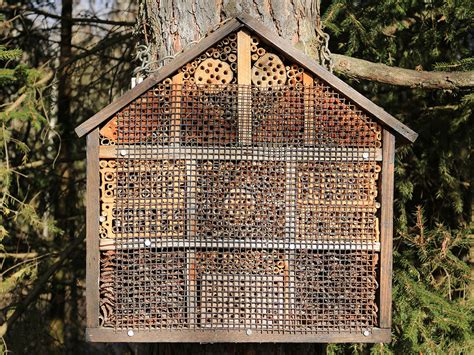 How to Build a Native Bee Hotel 